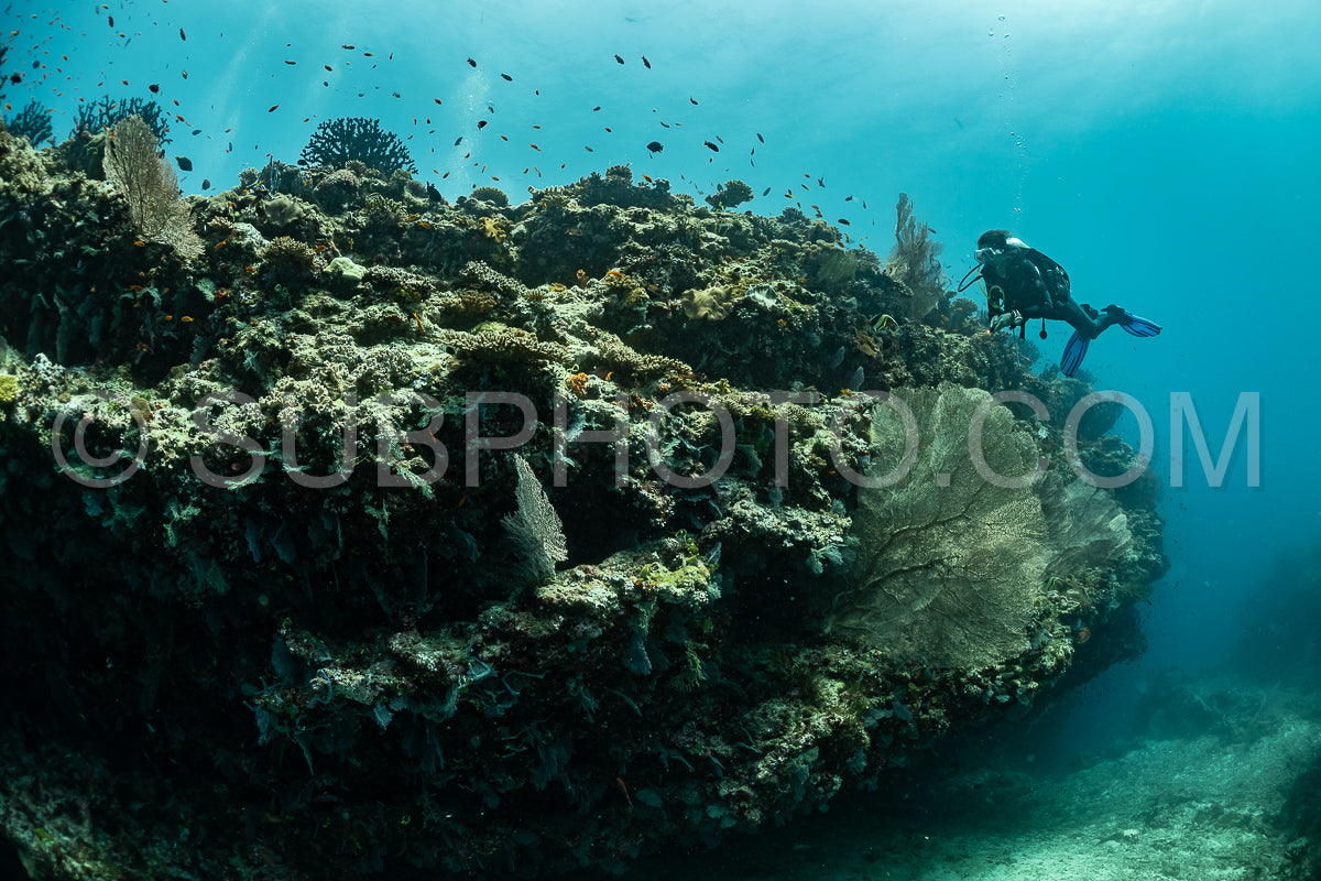 woman diver visiting a coral reef with gorgonian or sea fan