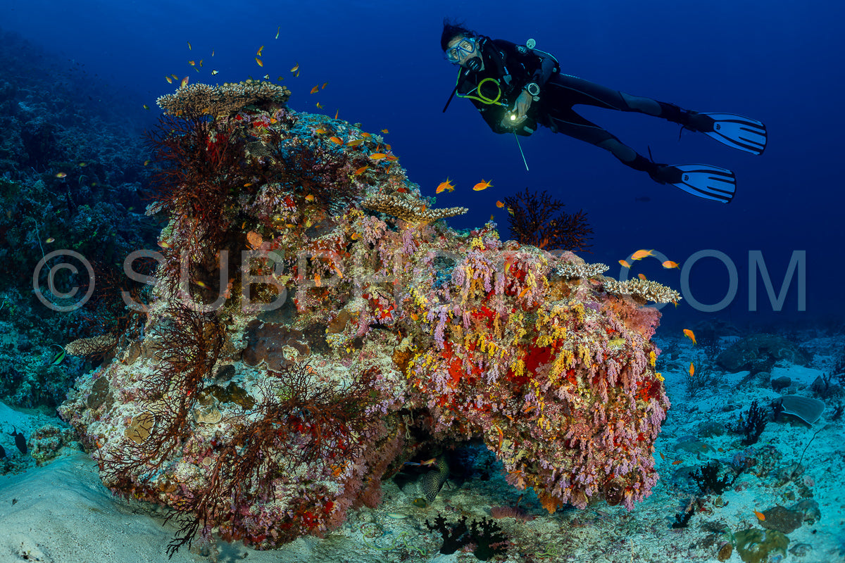 woman diver visiting a coral reef