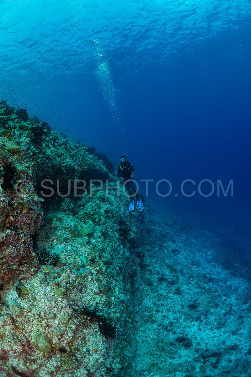 woman diver visiting a coral reef