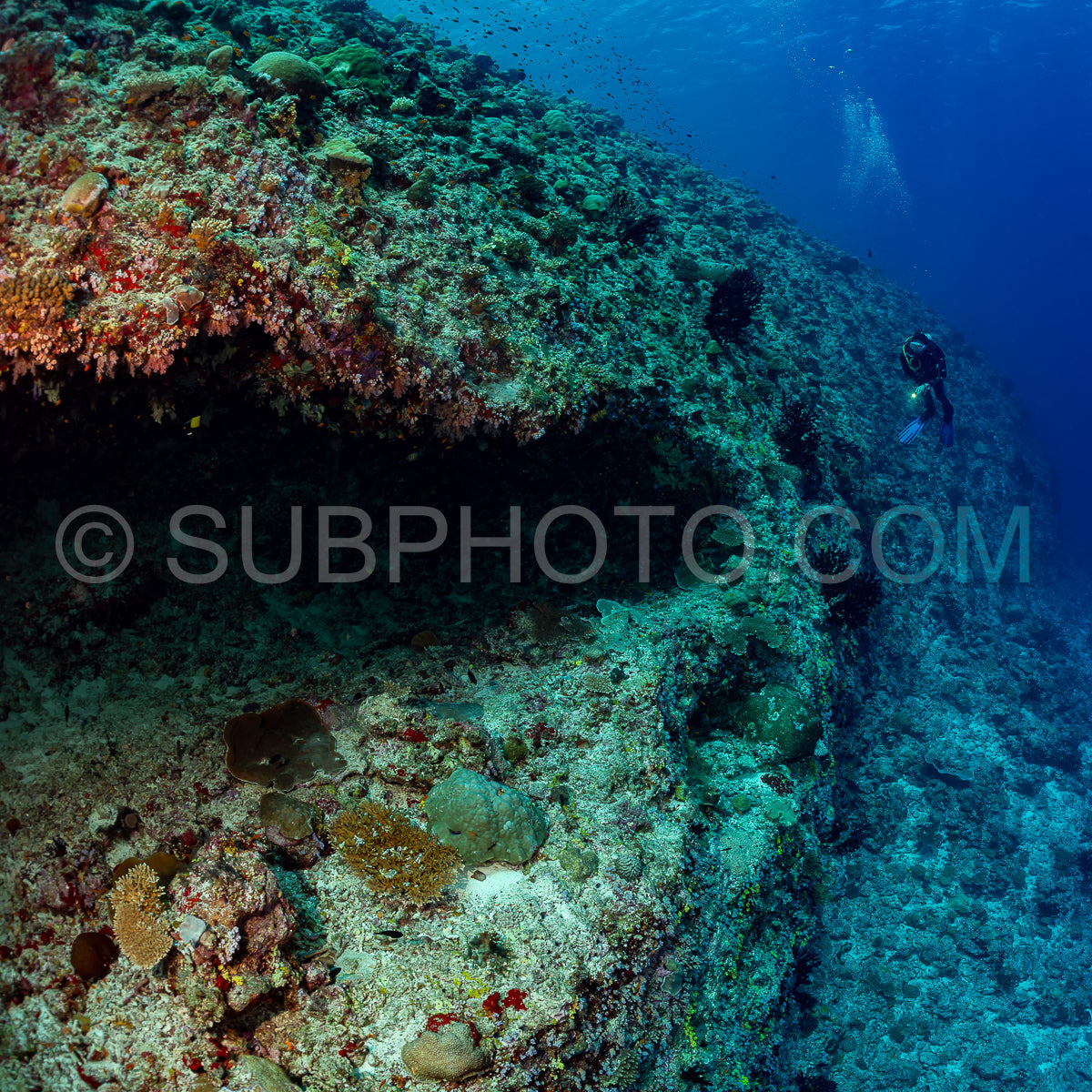woman diver visiting a coral reef