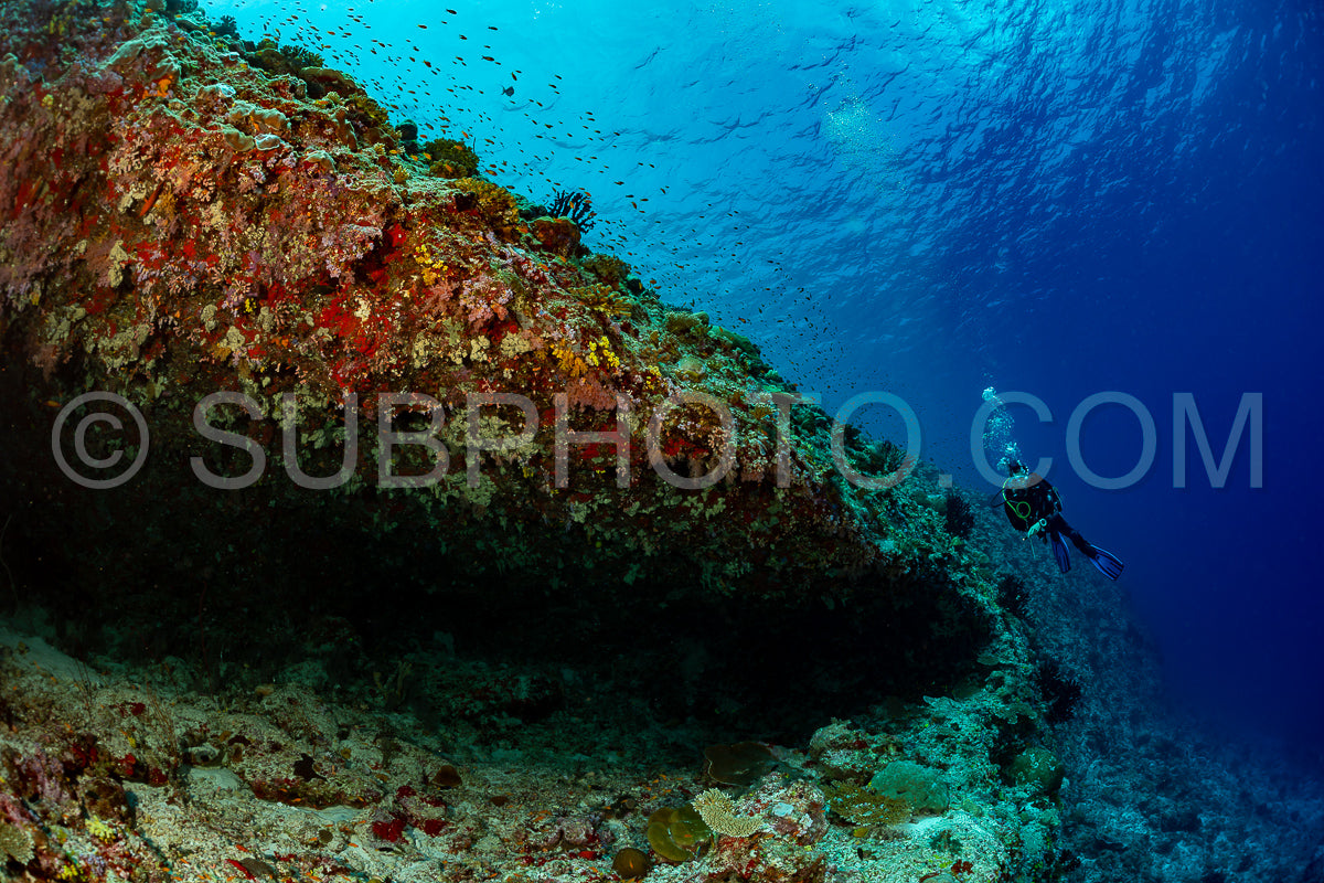 woman diver visiting a coral reef