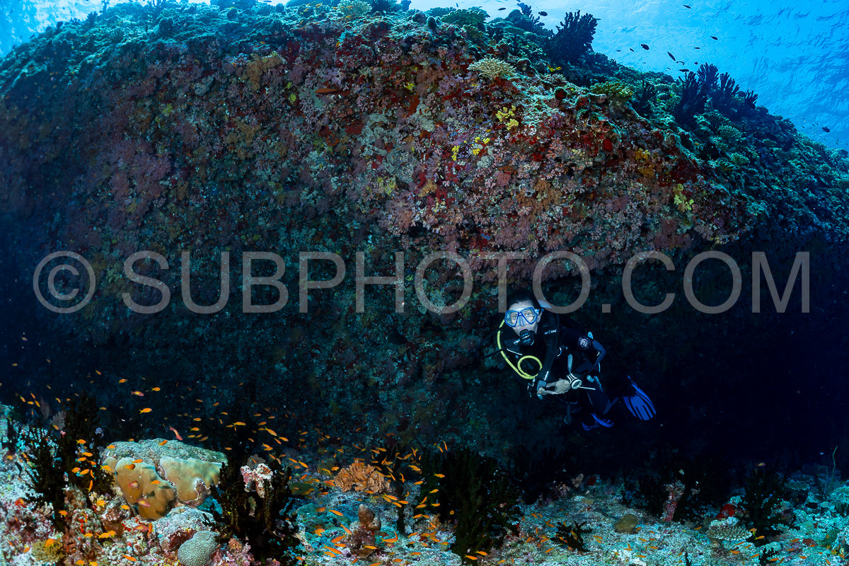 woman diver visiting a coral reef