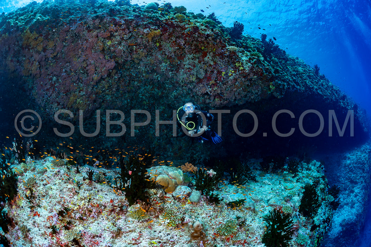 Photo de femme plongeuse visitant un récif corallien