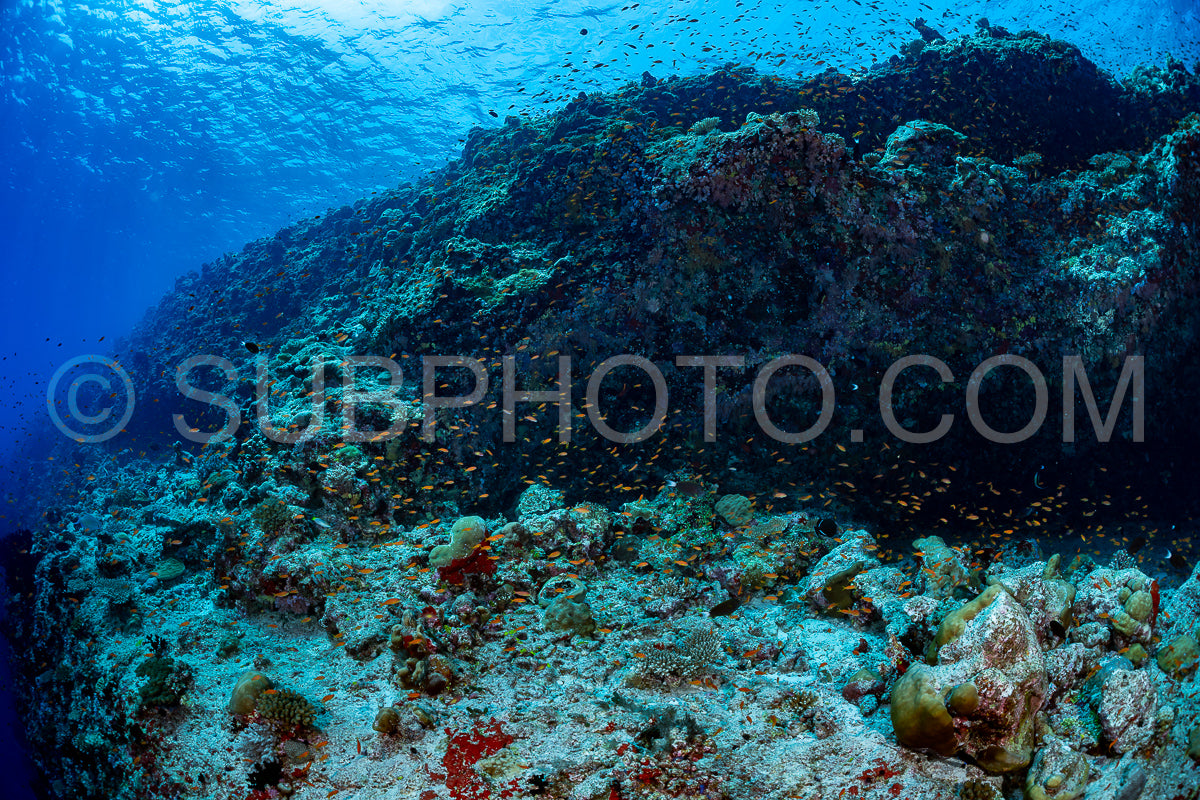 woman diver visiting a coral reef