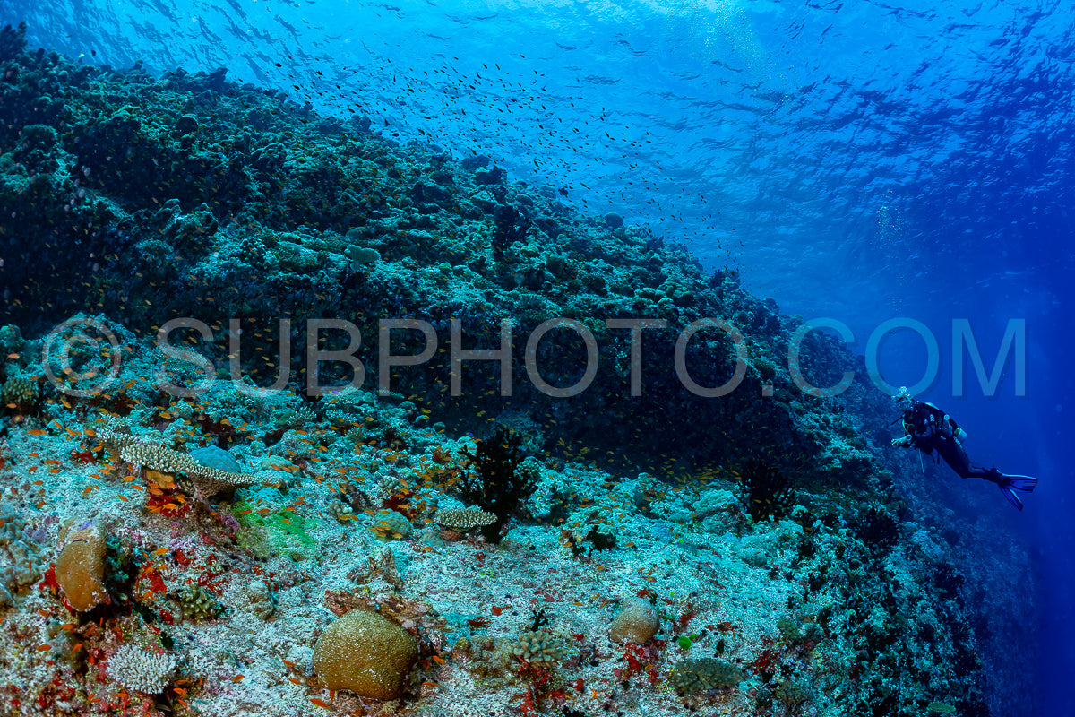 woman diver visiting a coral reef