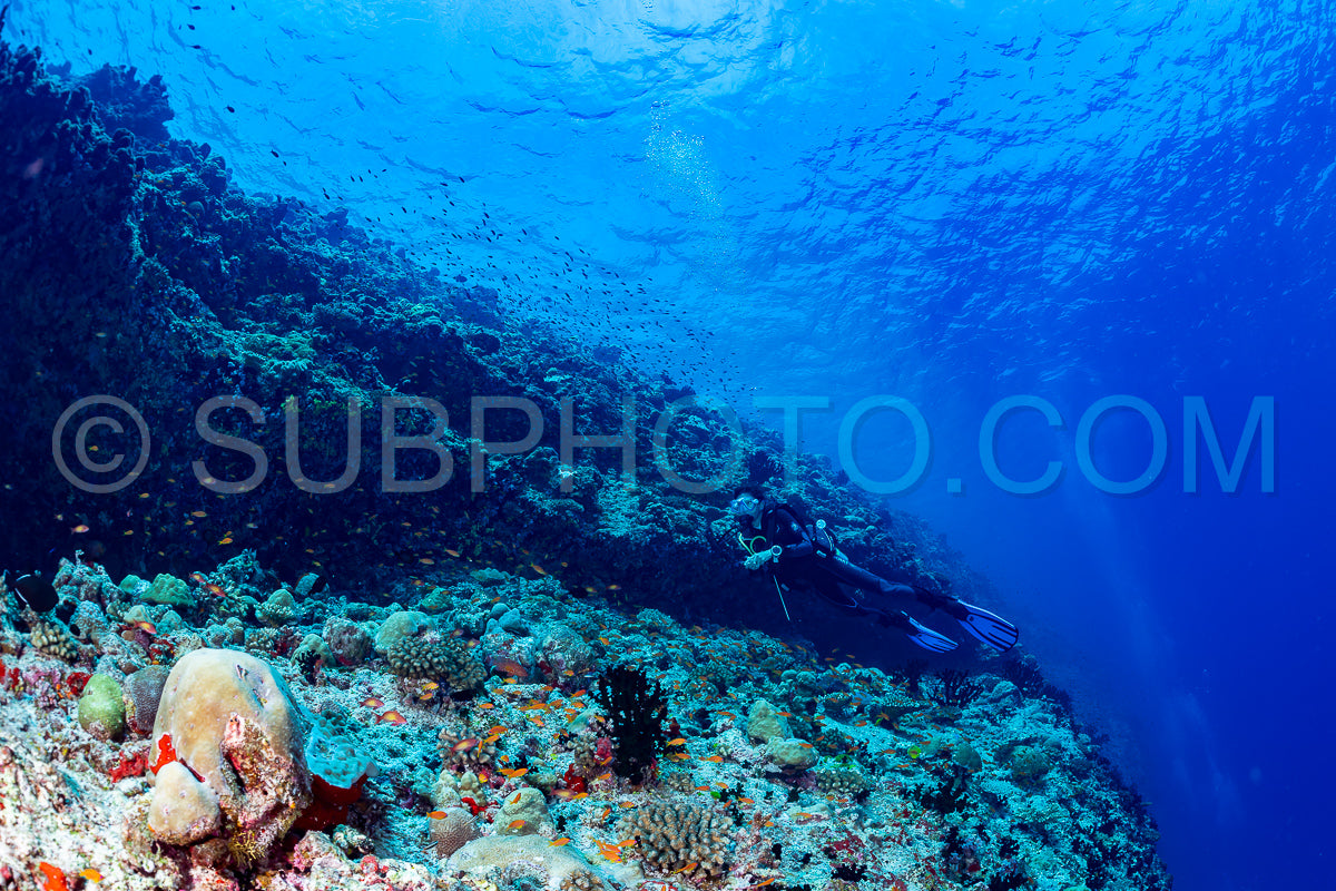 woman diver visiting a coral reef