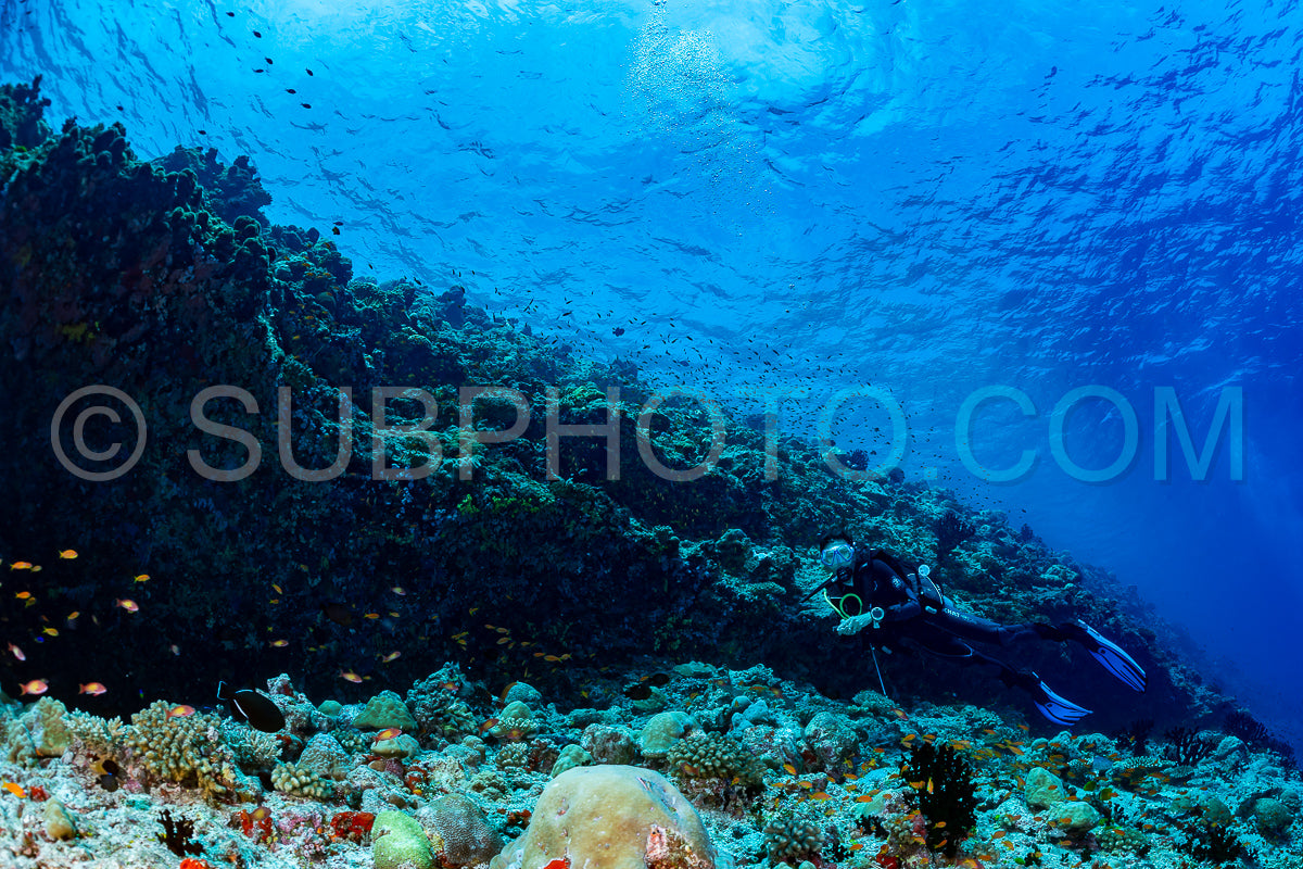woman diver visiting a coral reef
