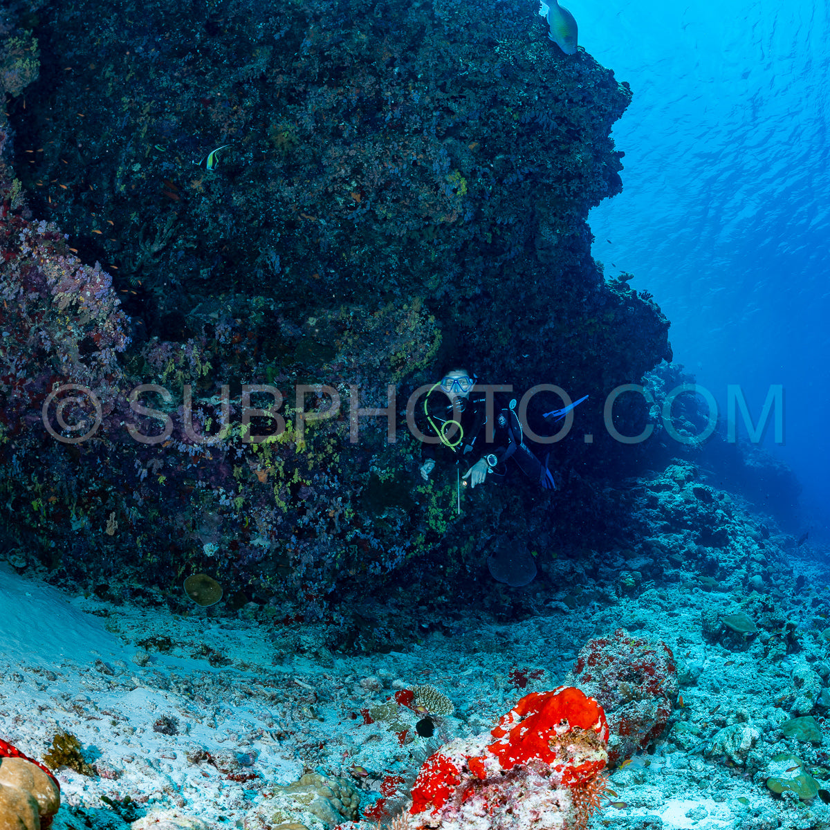 Photo de femme plongeuse visitant un récif corallien