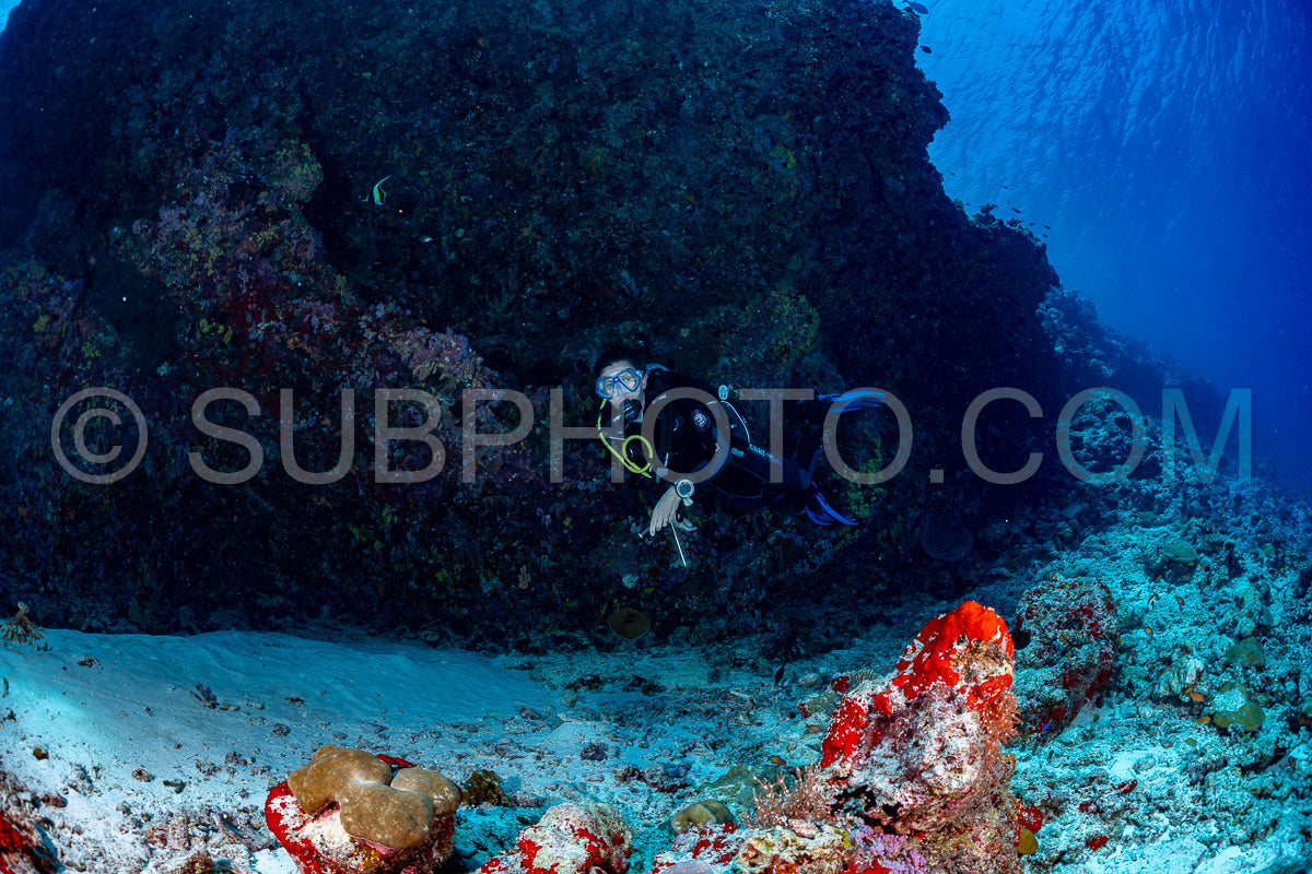 woman diver visiting a coral reef