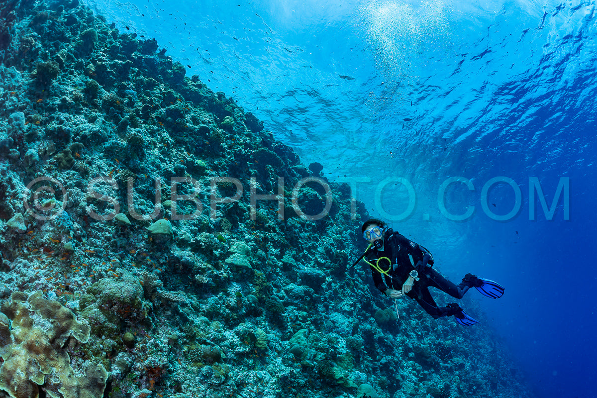 woman diver visiting a coral reef
