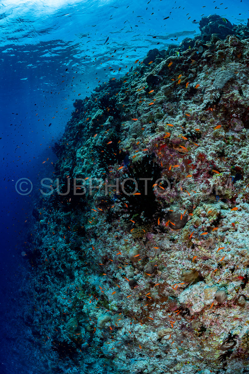 coral reef in the Maldives
