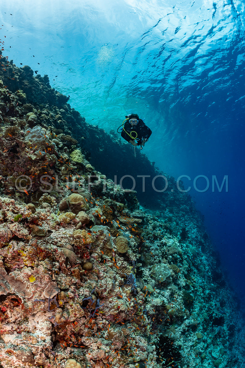 woman diver visiting a coral reef