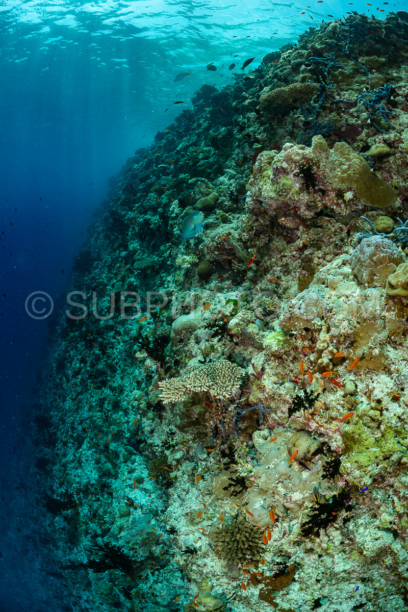 coral reef in the Maldives