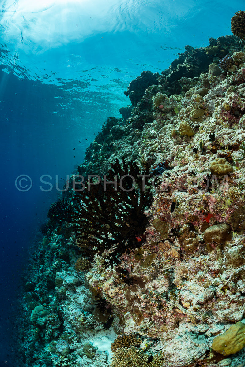 coral reef in the Maldives