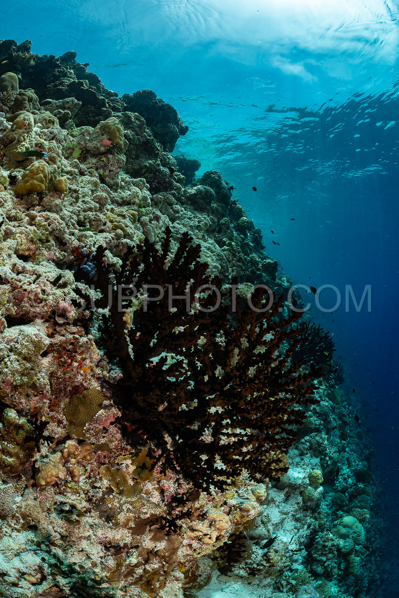 coral reef in the Maldives