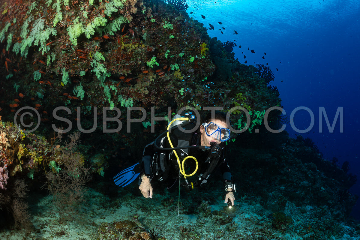 woman diver visiting a coral reef with yellow soft coral