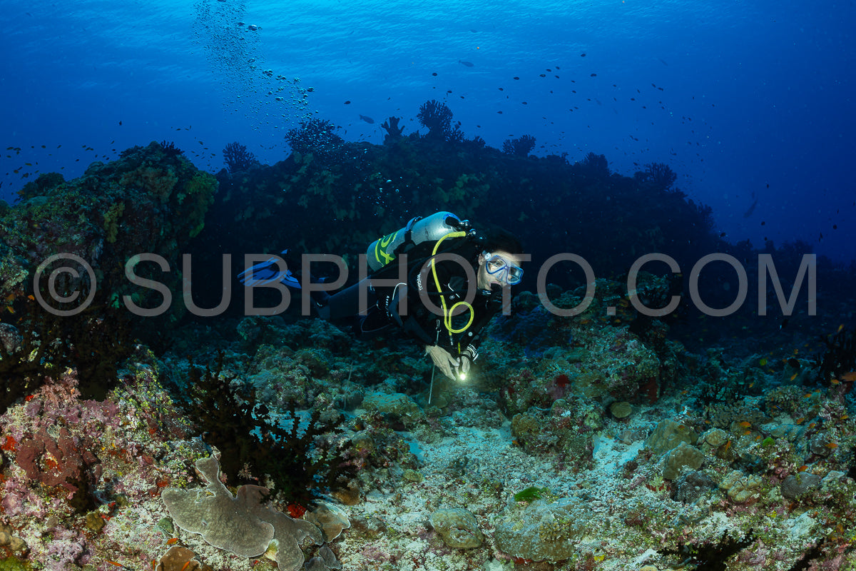 woman diver visiting a coral reef