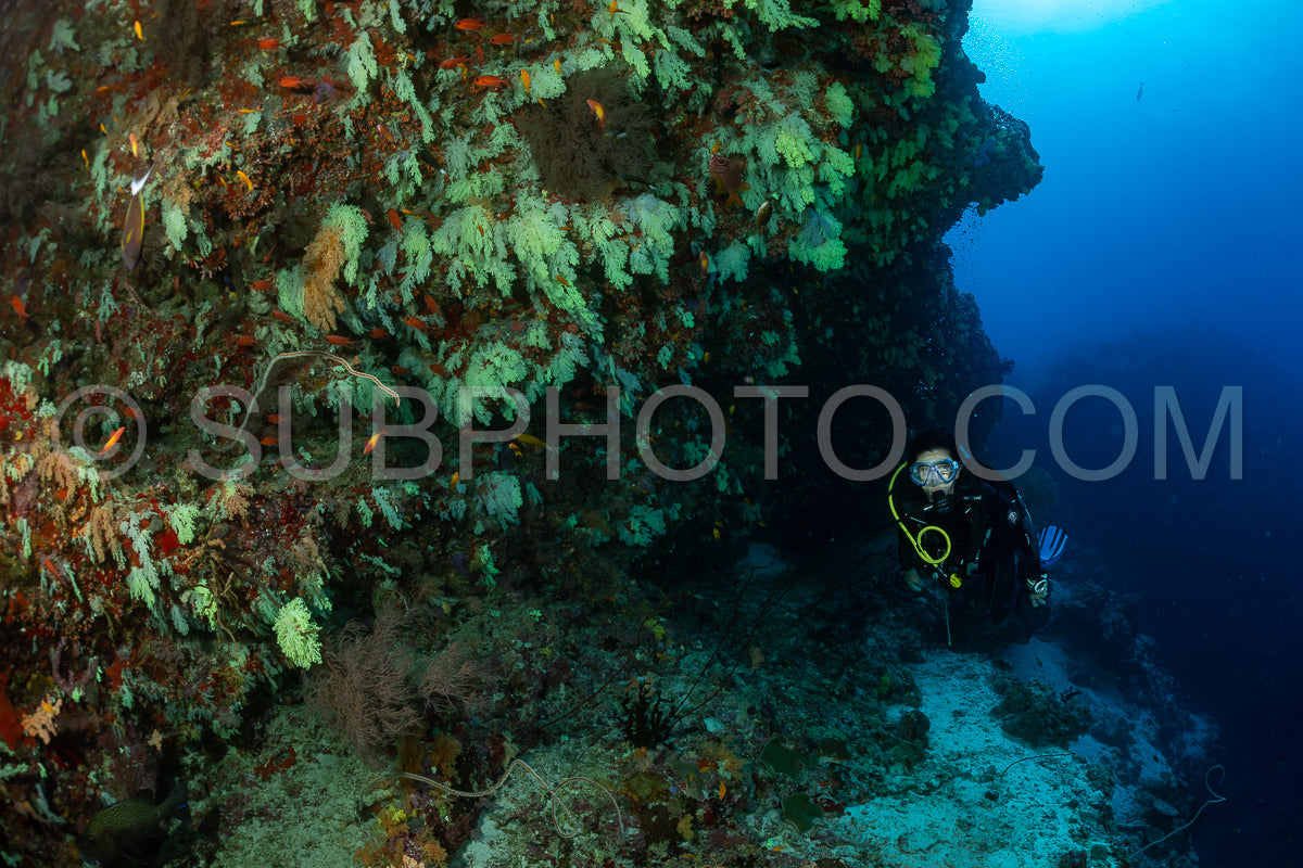 woman diver visiting a coral reef with yellow soft coral