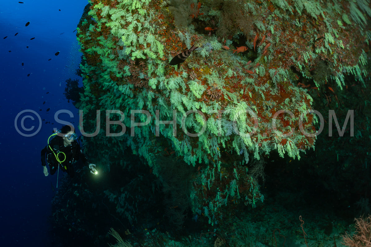 woman diver visiting a coral reef with yellow soft coral