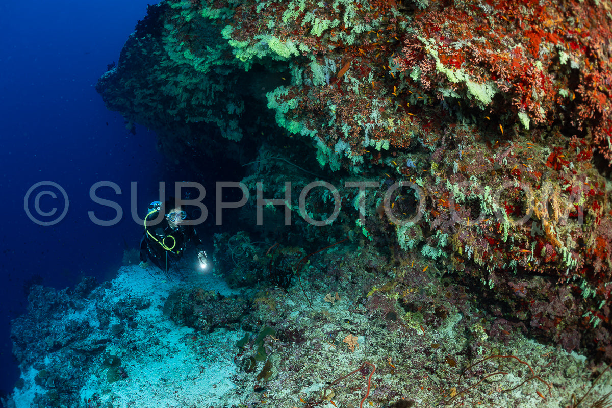 woman diver visiting a coral reef with yellow soft coral