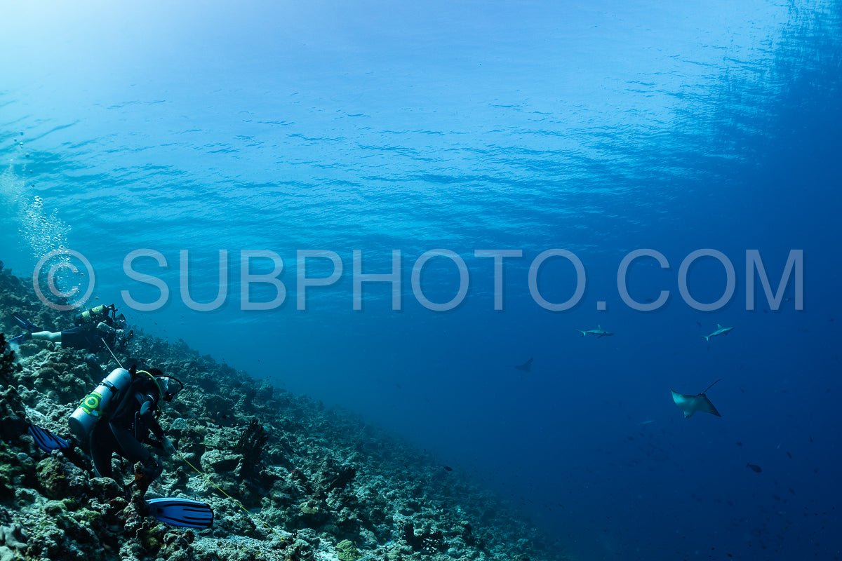 divers looking at gray reef shark