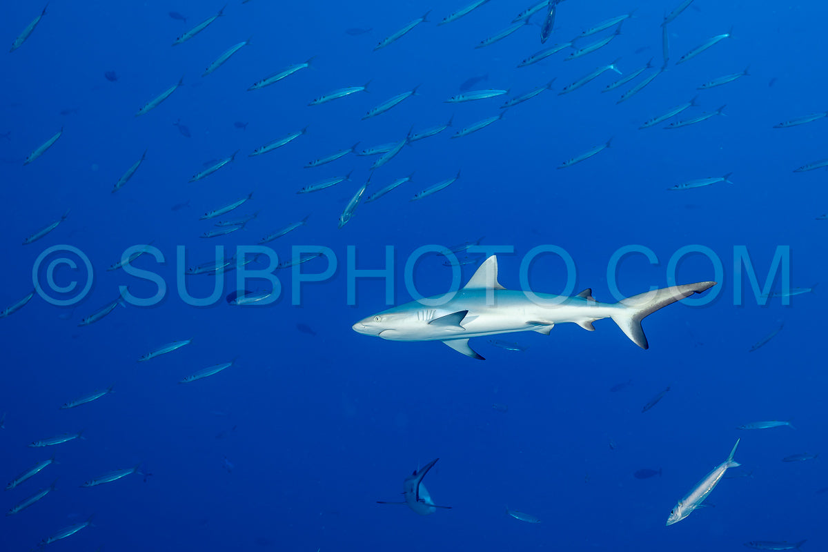 gray reef shark