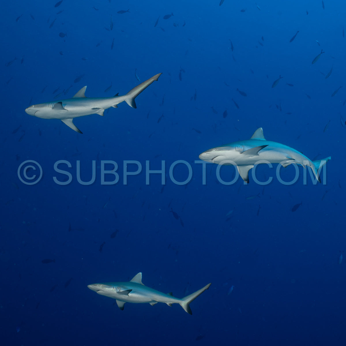 Photo de requin gris de récif