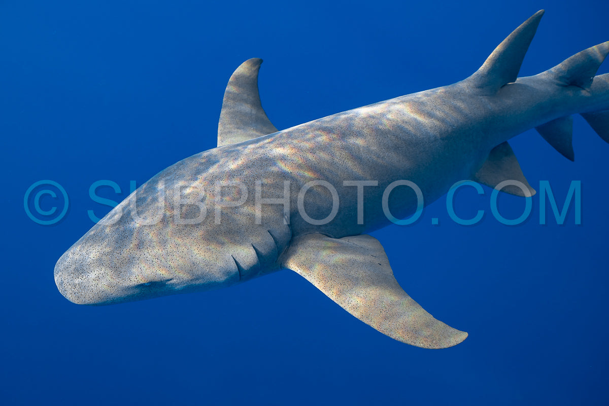 snorkeler swimming with nurse shark in the Maldives