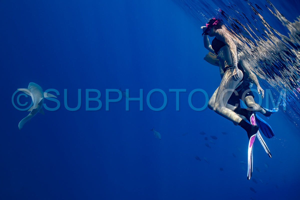 snorkeler swimming with nurse shark in the Maldives