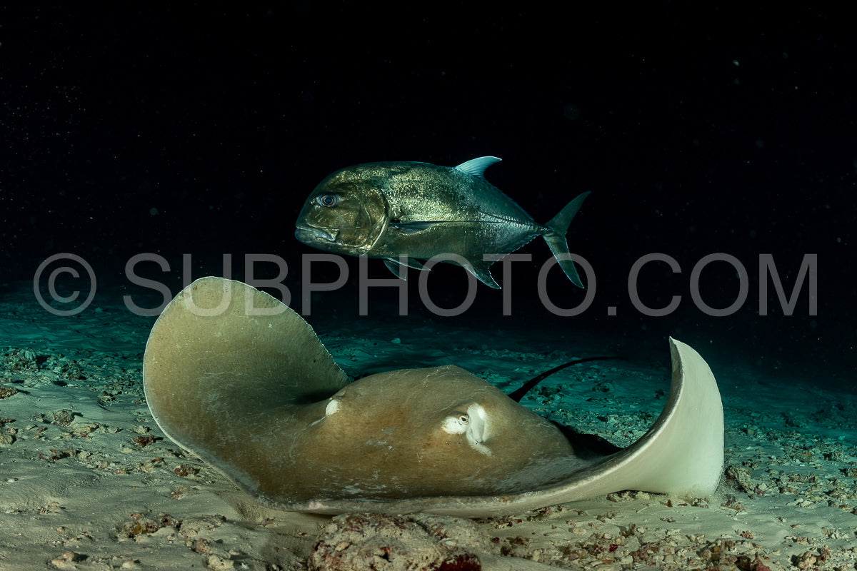 Photo de Cistude rose et carangue géante de nuit