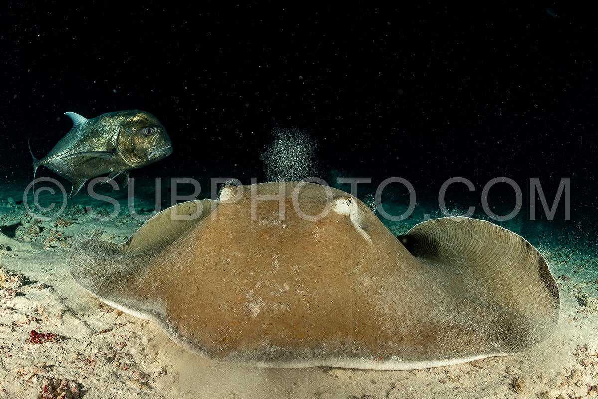 Photo de Cistude rose et carangue géante de nuit