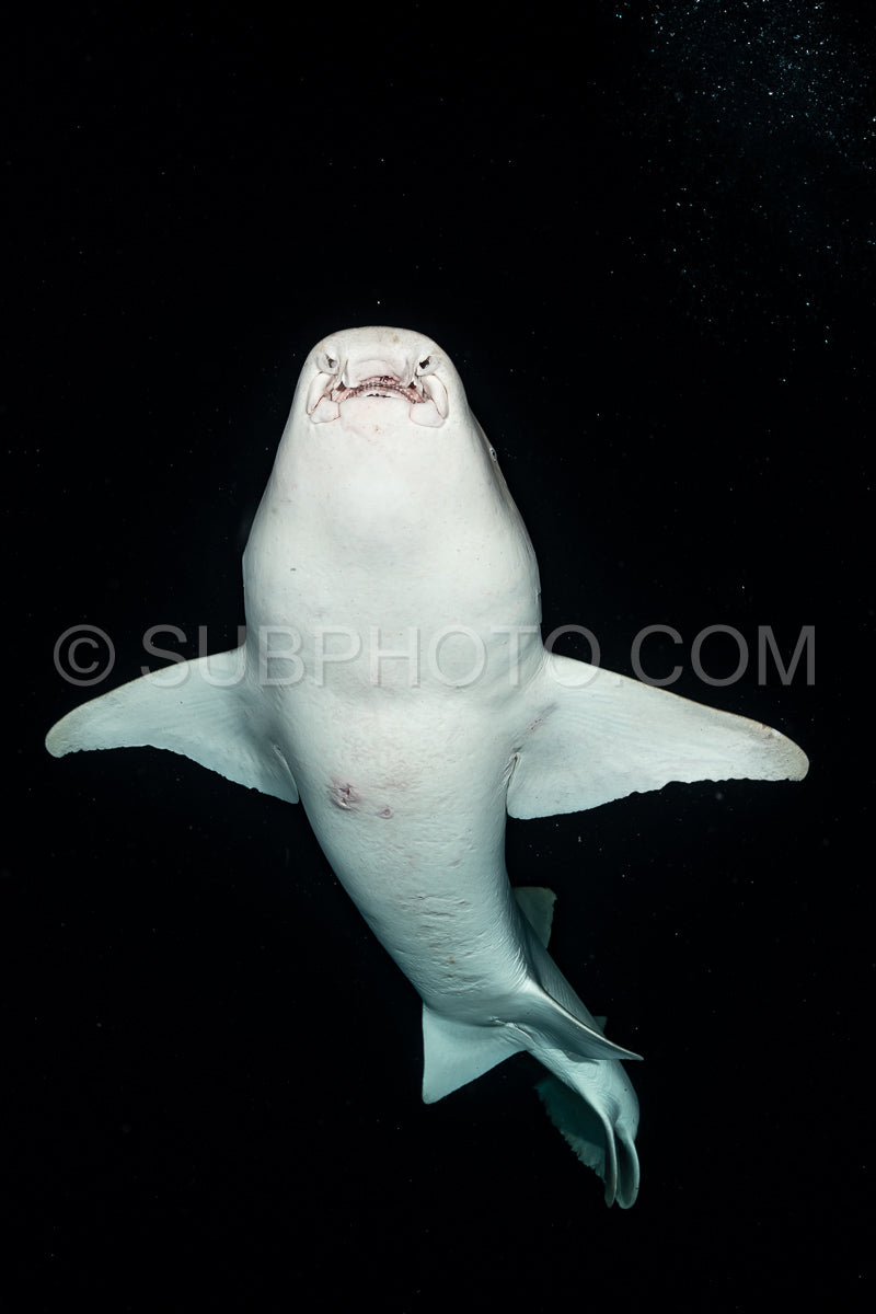 snorkeler swimming with nurse shark at night in the Maldives