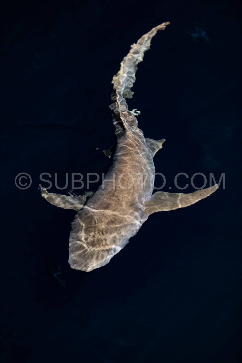 snorkeler swimming with nurse shark at night in the Maldives