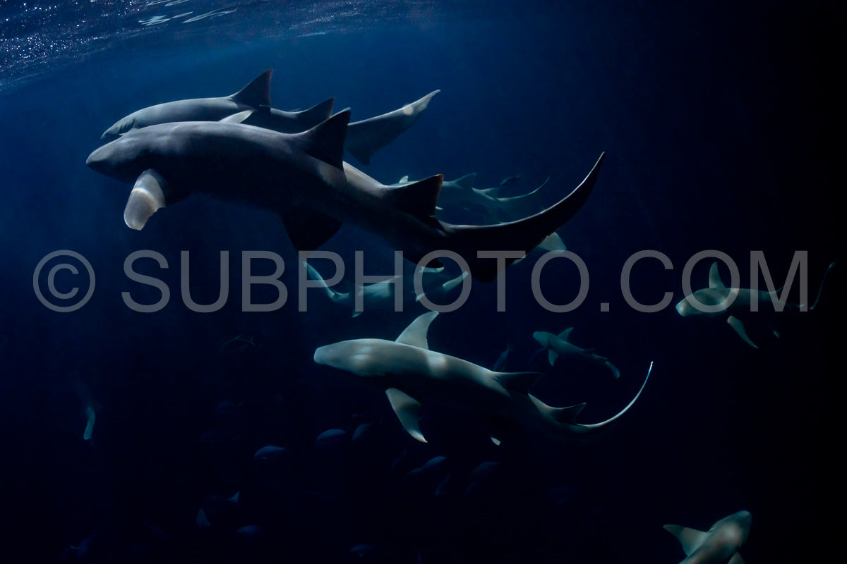 Photo de Plongeur avec tuba nageant avec un requin nourrice la nuit aux Maldives