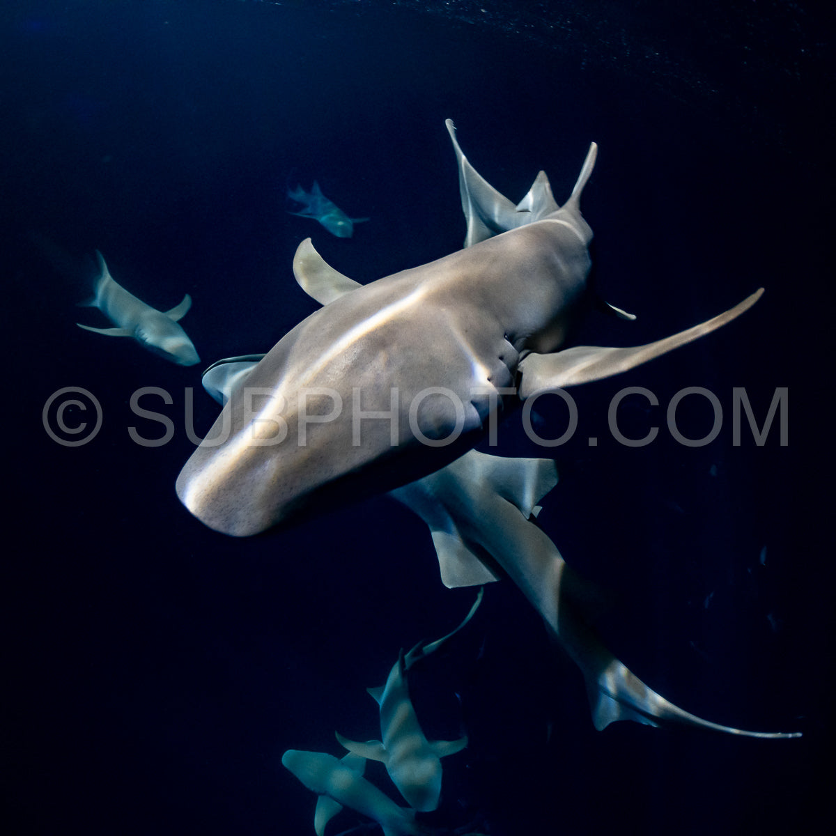 snorkeler swimming with nurse shark at night in the Maldives