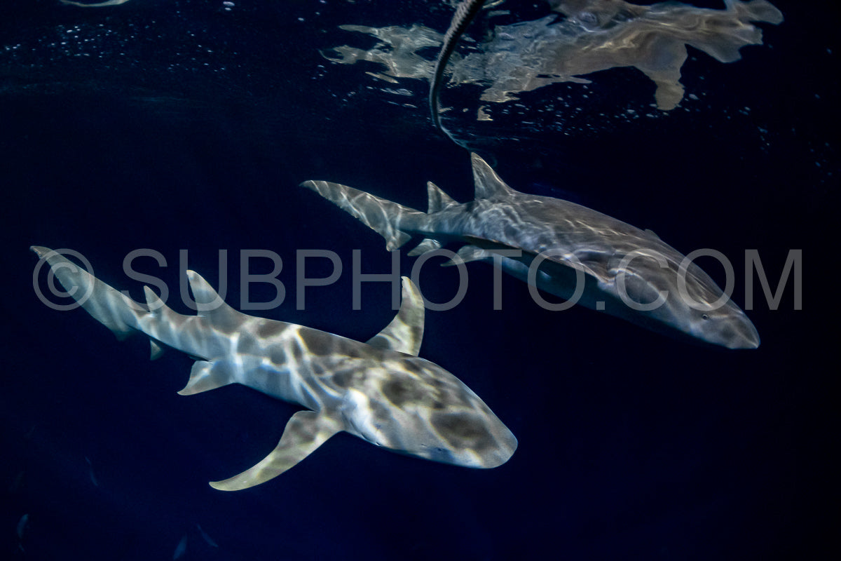 snorkeler swimming with nurse shark at night in the Maldives