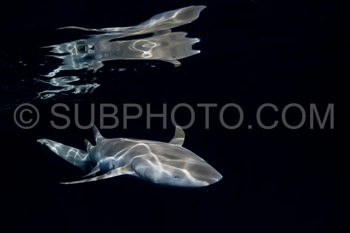 Photo de Plongeur avec tuba nageant avec un requin nourrice la nuit aux Maldives