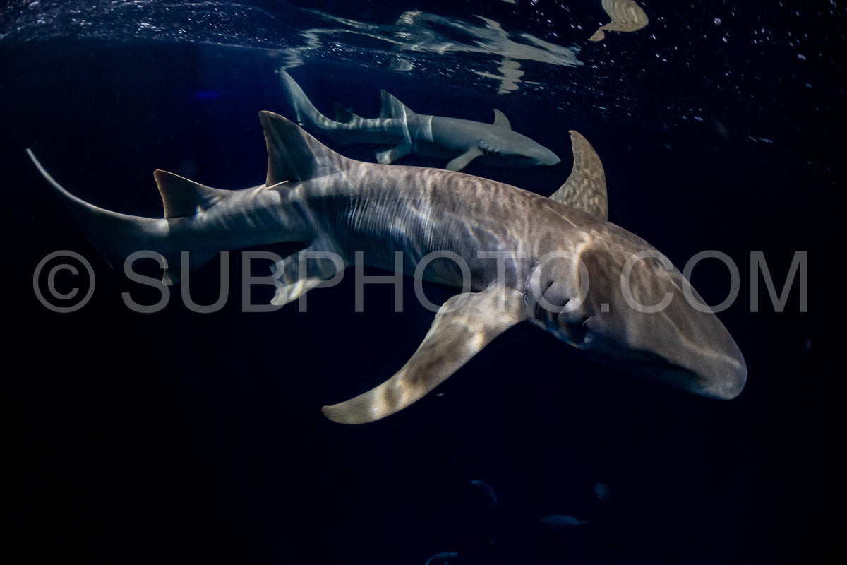 Photo de Plongeur avec tuba nageant avec un requin nourrice la nuit aux Maldives