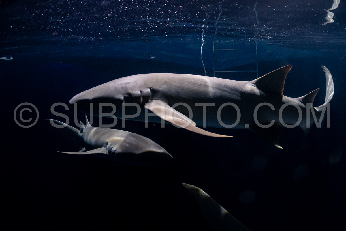 snorkeler swimming with nurse shark at night in the Maldives