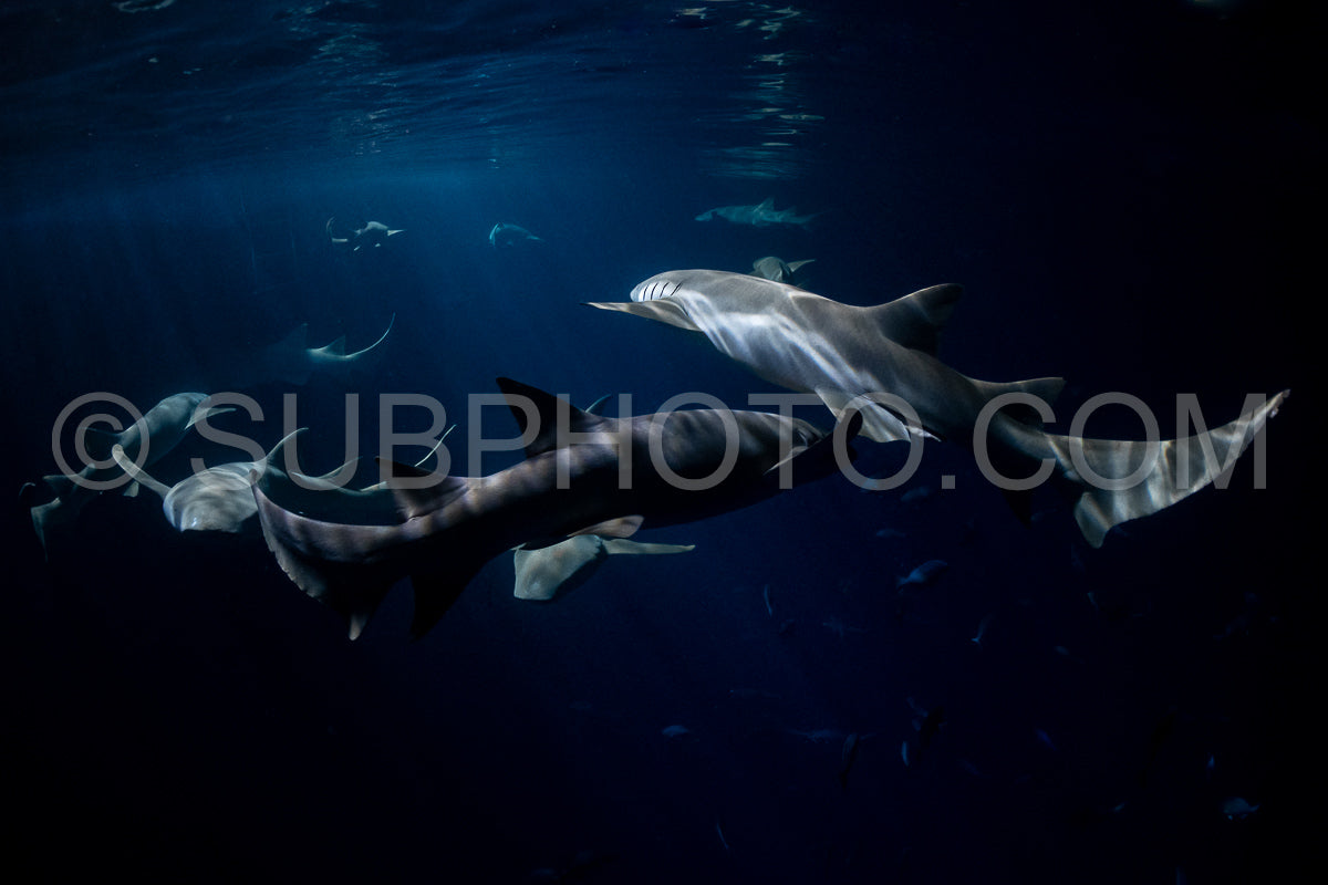 Photo de Plongeur avec tuba nageant avec un requin nourrice la nuit aux Maldives