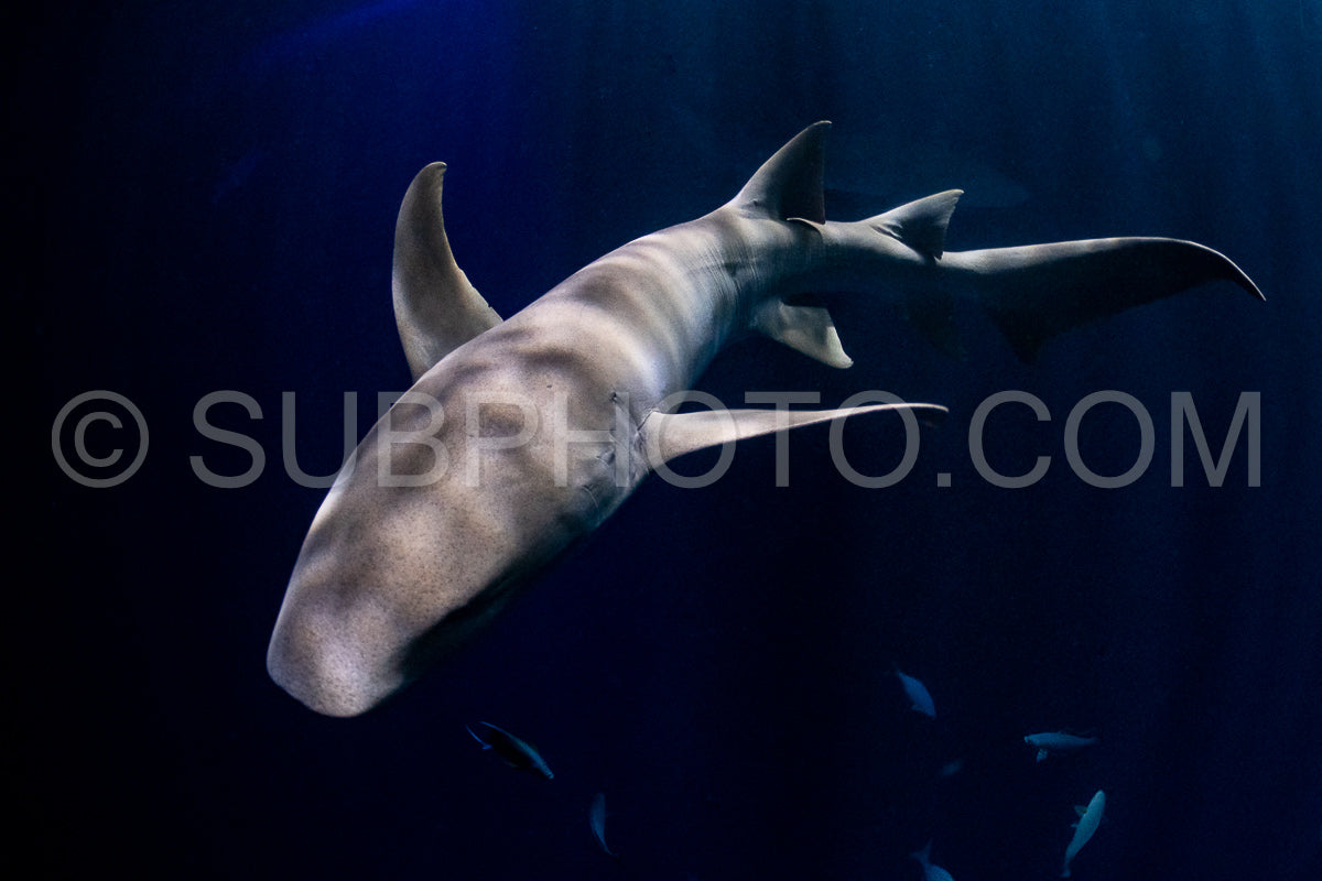 snorkeler swimming with nurse shark at night in the Maldives
