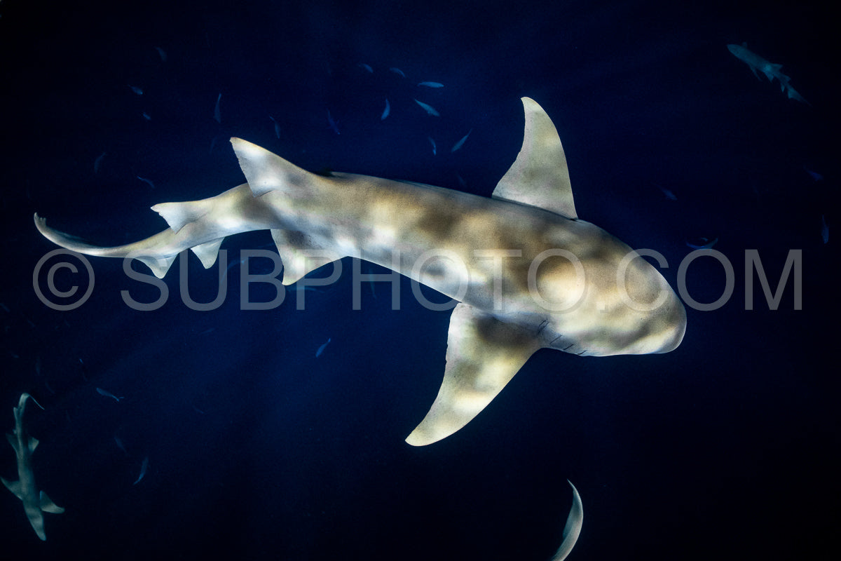 snorkeler swimming with nurse shark at night in the Maldives