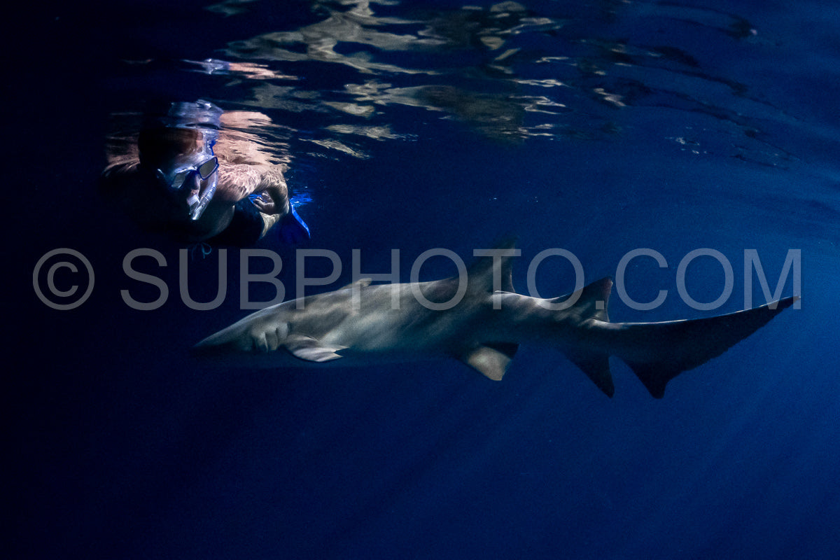 snorkeler swimming with nurse shark at night in the Maldives