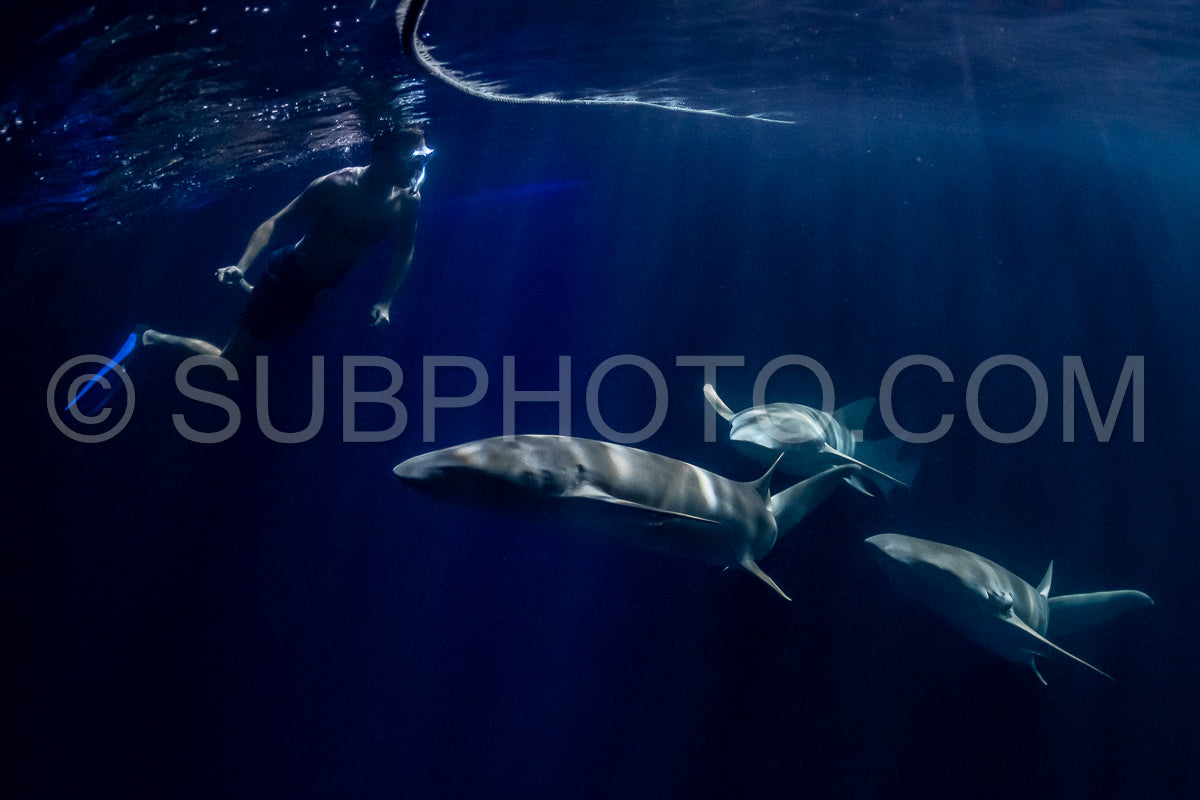 snorkeler swimming with nurse shark at night in the Maldives