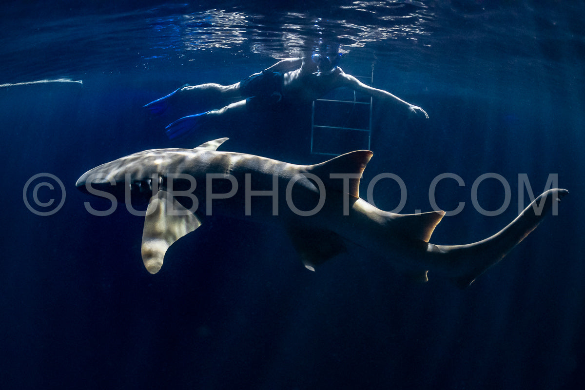 snorkeler swimming with nurse shark at night in the Maldives