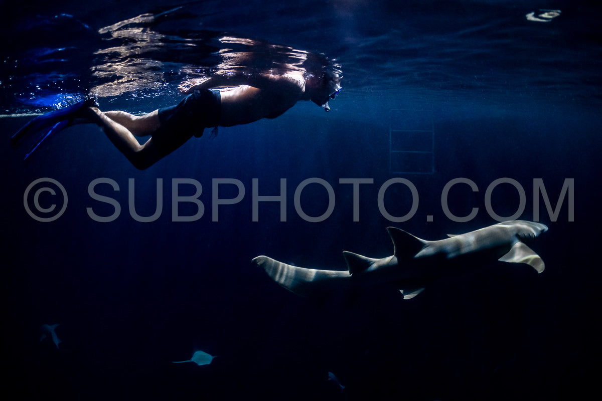 snorkeler swimming with nurse shark at night in the Maldives