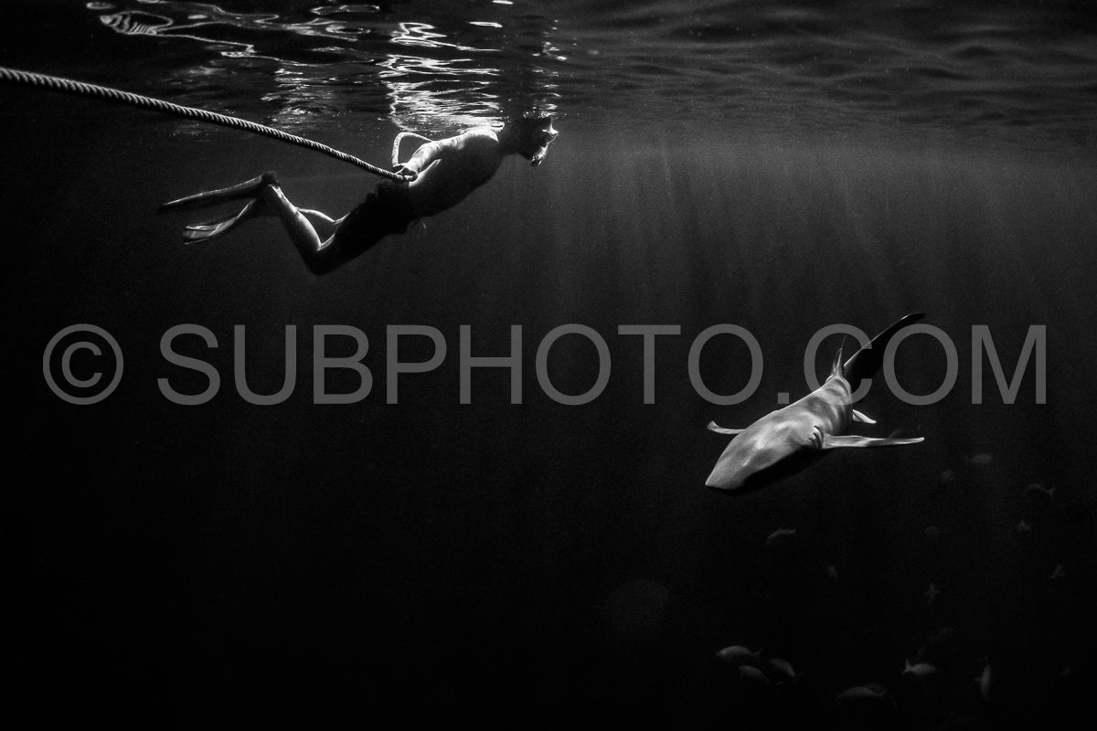 snorkeler swimming with nurse shark at night in the Maldives