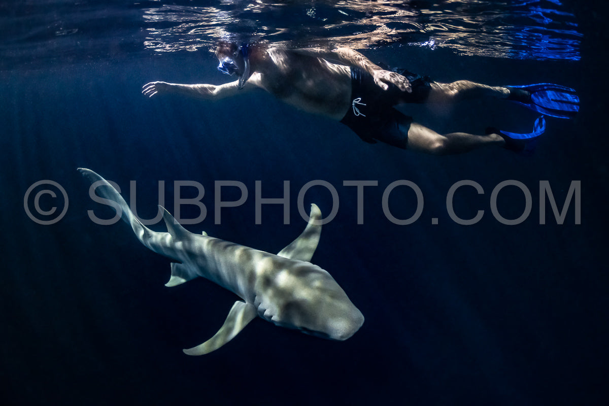 Photo de Plongeur avec tuba nageant avec un requin nourrice la nuit aux Maldives