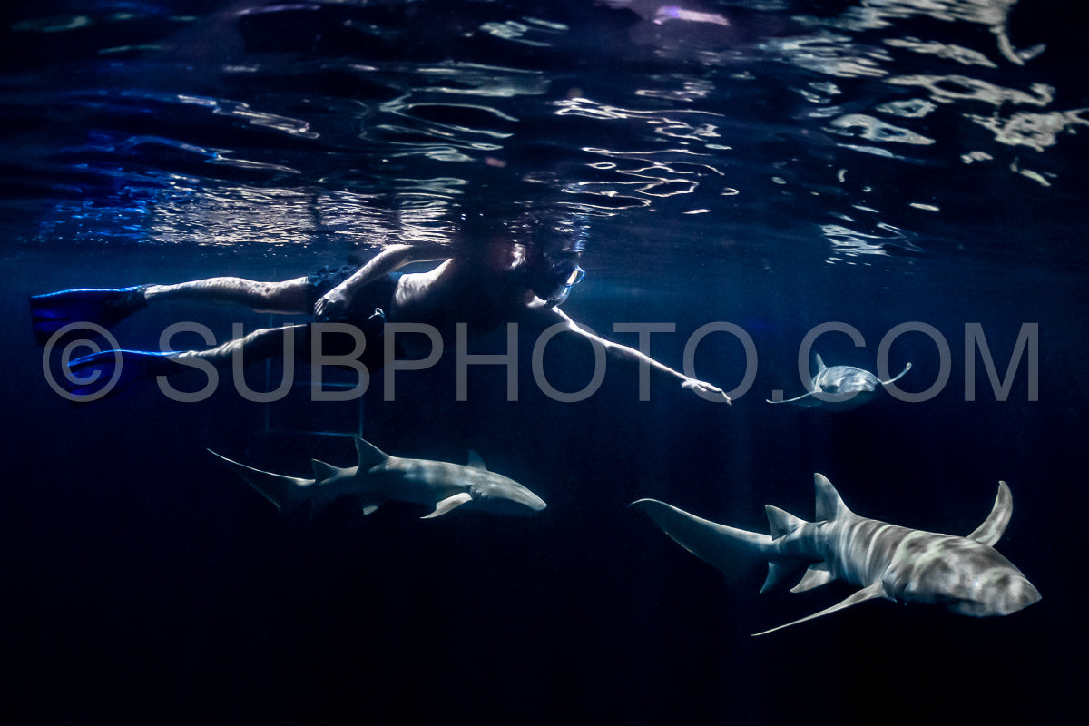 snorkeler swimming with nurse shark at night in the Maldives