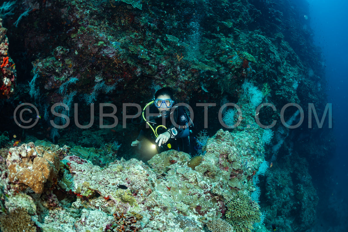 woman diver visiting a coral reef
